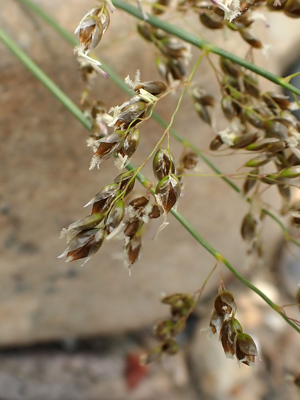 Image of Hierochloe glabra specimen.