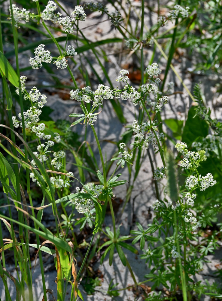 Изображение особи Galium mollugo.