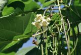 род Catalpa. Отцветающее соцветие с завязавшимися плодами. Приморский край, Шкотовский р-н, с. Новонежино, дачный участок. 08.08.2026.