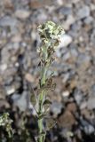 Christolea crassifolia