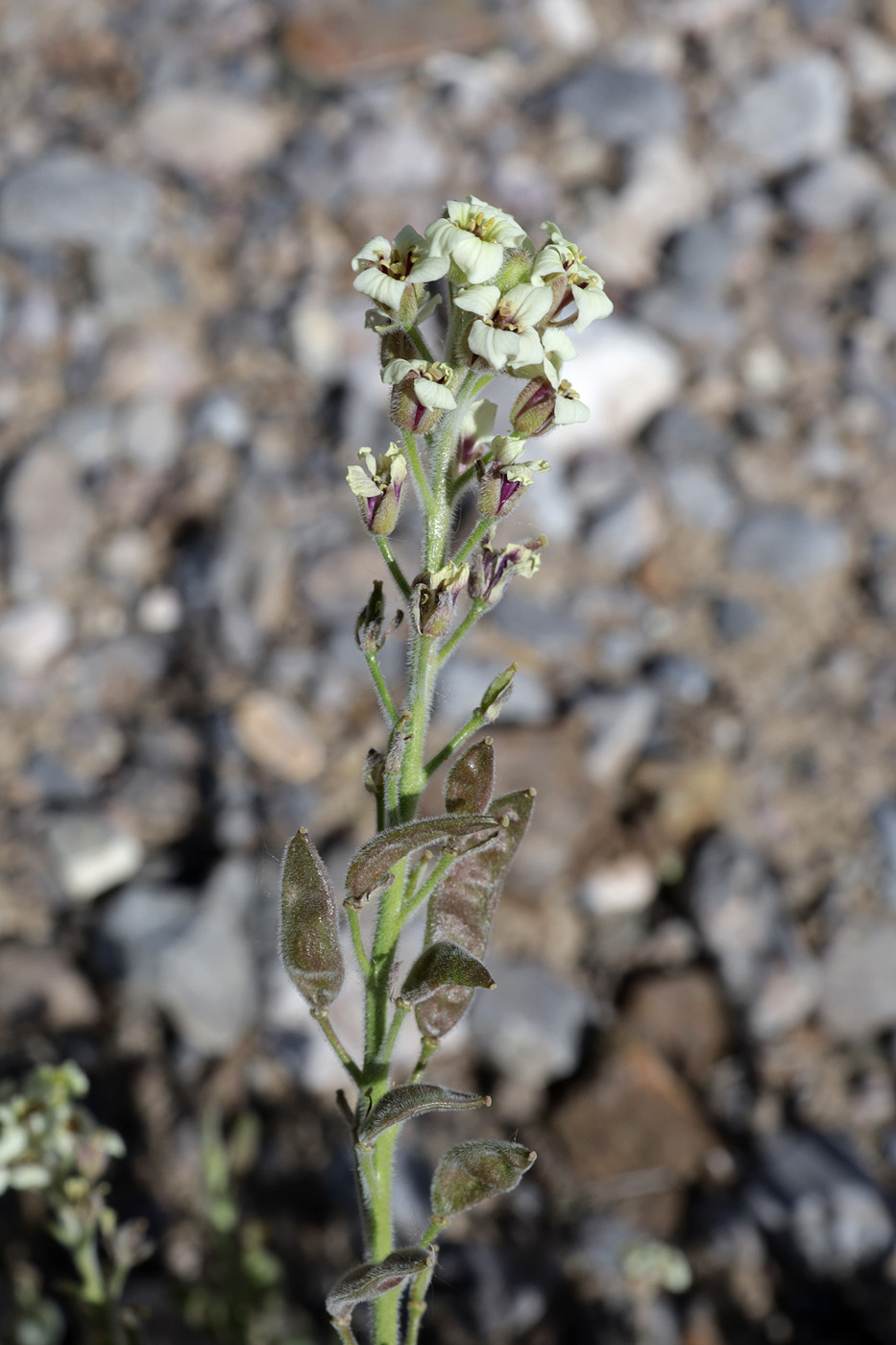 Image of Christolea crassifolia specimen.