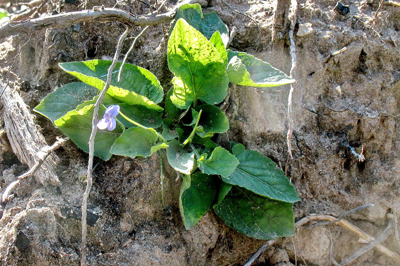 Image of Viola hirta specimen.