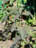 Atriplex hortensis. Побеги. Республика Молдова, муниципалитет Кишинёв, г. Кодру, частная усадьба. 18 июня 2026 г.