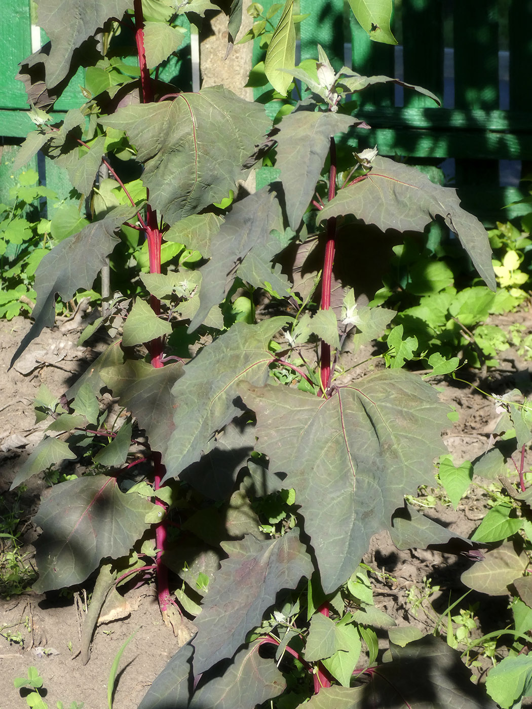 Изображение особи Atriplex hortensis.