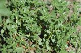 Portulaca oleracea. Растения с завязавшимися плодами. Узбекистан, Самаркандская обл., Нарпайский р-н, окр. кишлака Тоткент, край плантации хлопчатника, глинистая почва. 13.08.2026.