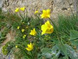 Tulipa suaveolens