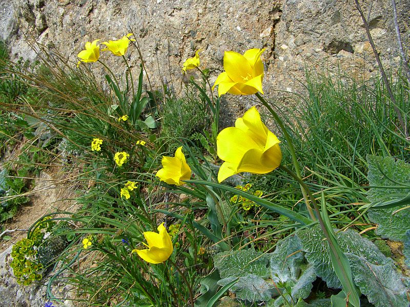 Image of Tulipa suaveolens specimen.
