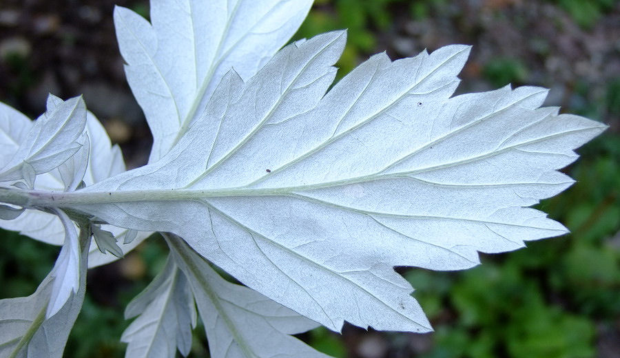 Изображение особи Artemisia stolonifera.