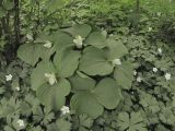 Trillium × komarovii. Цветущее растение. Владивосток, ботанический сад-институт ДВО РАН. 28 мая 2011 г.