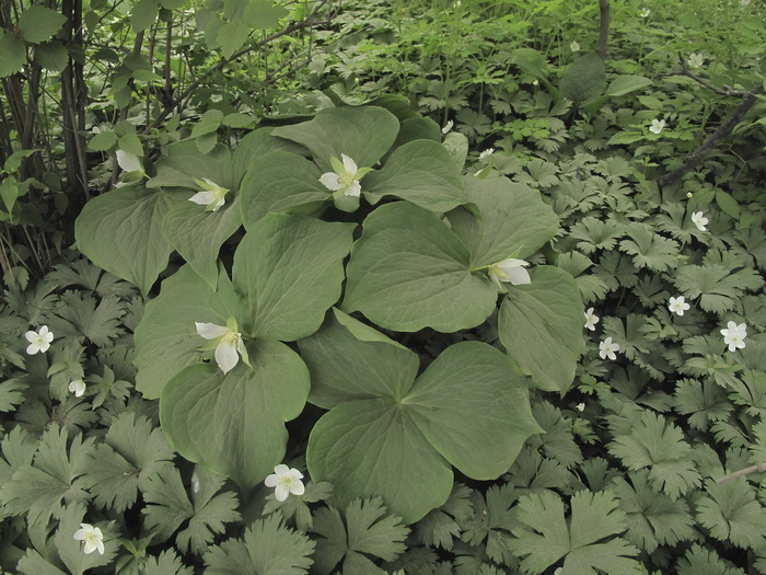 Image of Trillium &times; komarovii specimen.