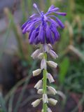 Leopoldia tenuiflora