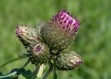 Cirsium heterophyllum. Нераскрывшиеся соцветия. Московская обл., Раменский р-н, окр. дер. Хрипань, разнотравье под высоковольтной линией. 06.06.2005.