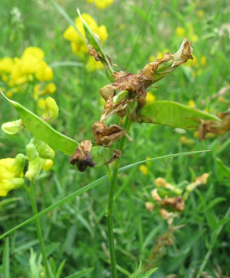 Изображение особи Lathyrus pratensis.