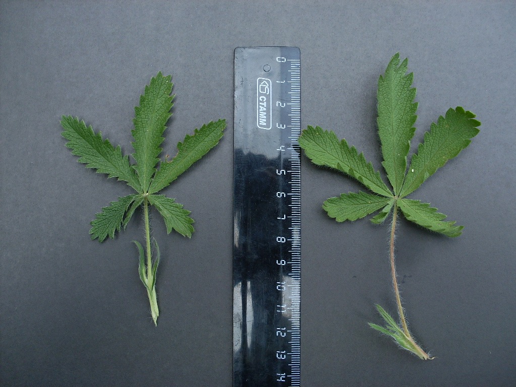 Image of Potentilla obscura specimen.