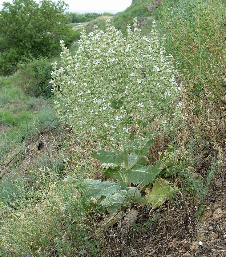 Изображение особи Salvia aethiopis.