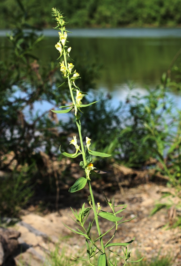 Image of Linaria acutiloba specimen.