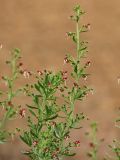 Scrophularia granitica