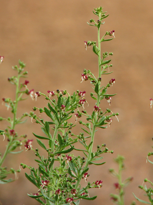 Изображение особи Scrophularia granitica.