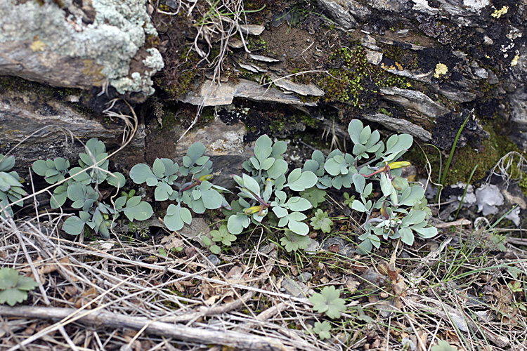 Image of Corydalis sewerzowii specimen.