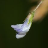 Vicia tetrasperma. Цветок. Республика Татарстан, Волжско-Камский заповедник. 08.07.2011.