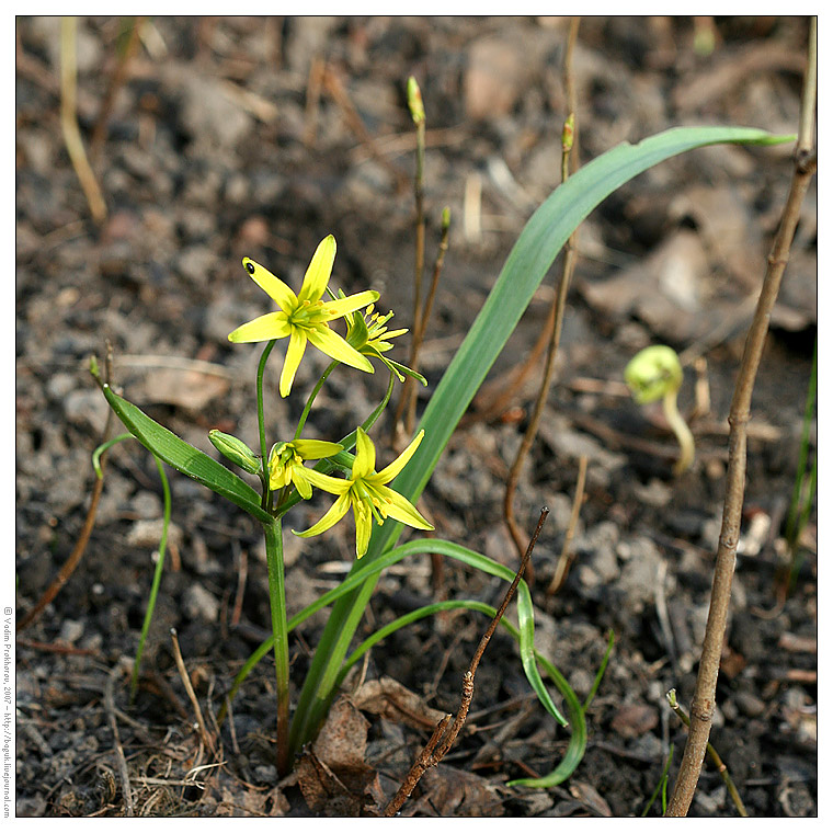 Image of Gagea lutea specimen.