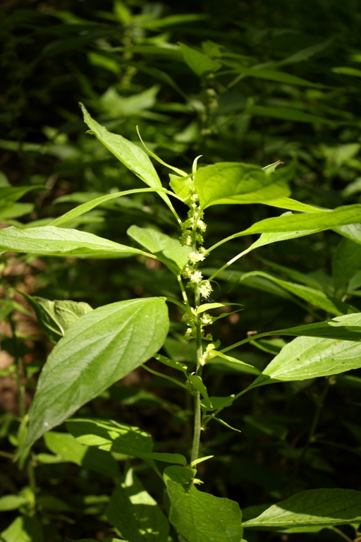 Изображение особи Parietaria officinalis.
