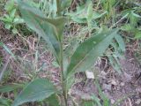 Aster tataricus