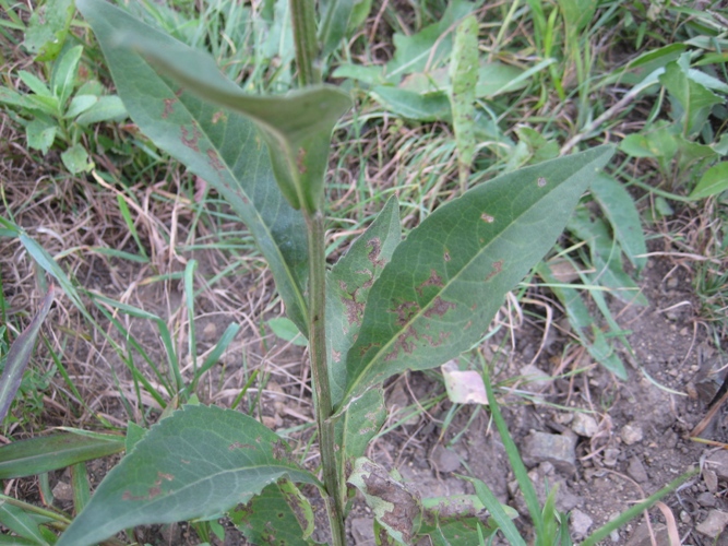 Image of Aster tataricus specimen.