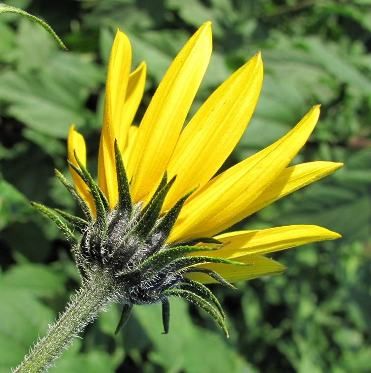 Image of Helianthus tuberosus specimen.