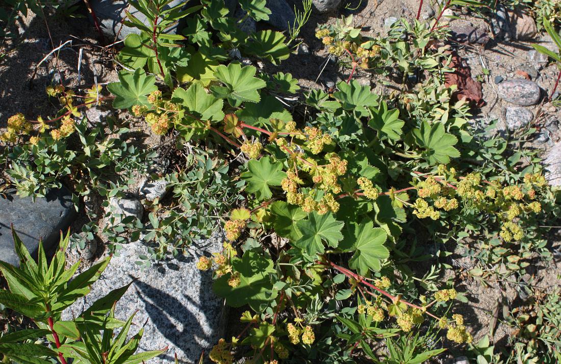 Изображение особи Alchemilla conglobata.