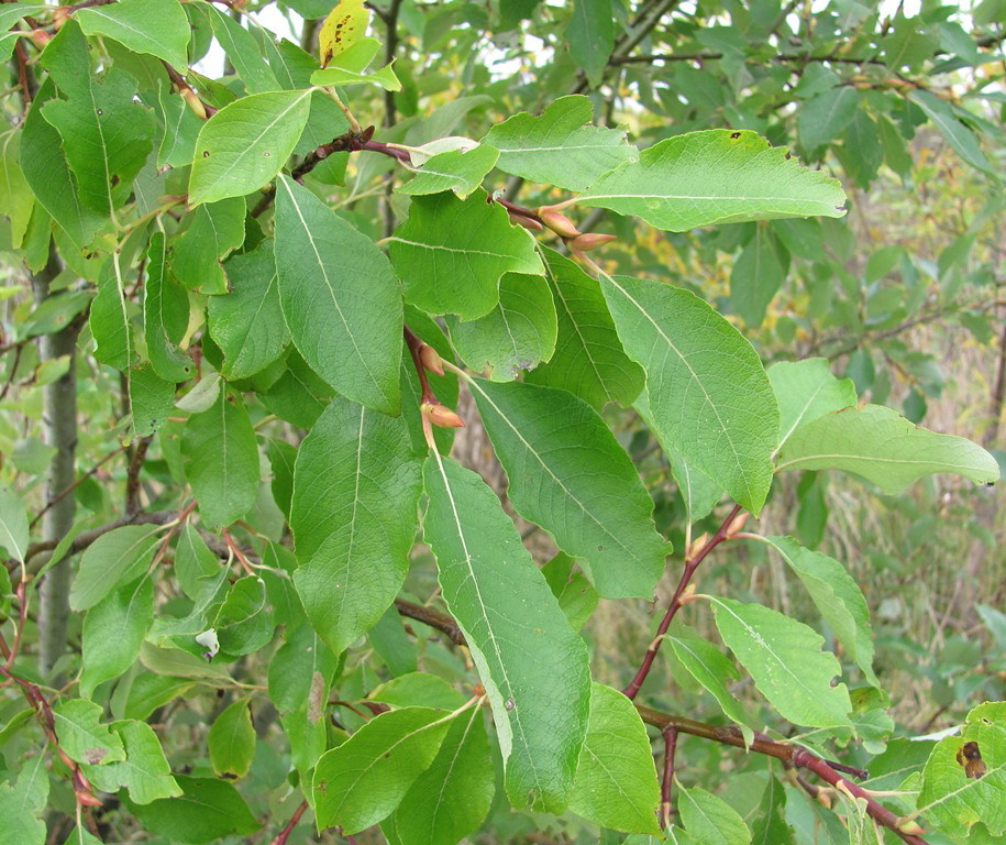 Image of Salix caprea specimen.