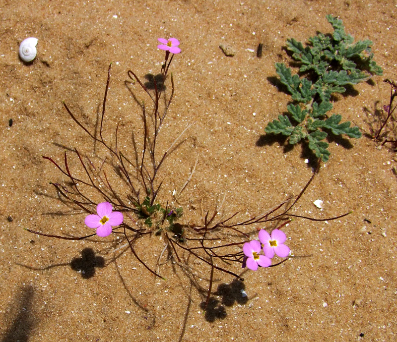 Image of Malcolmia pulchella specimen.