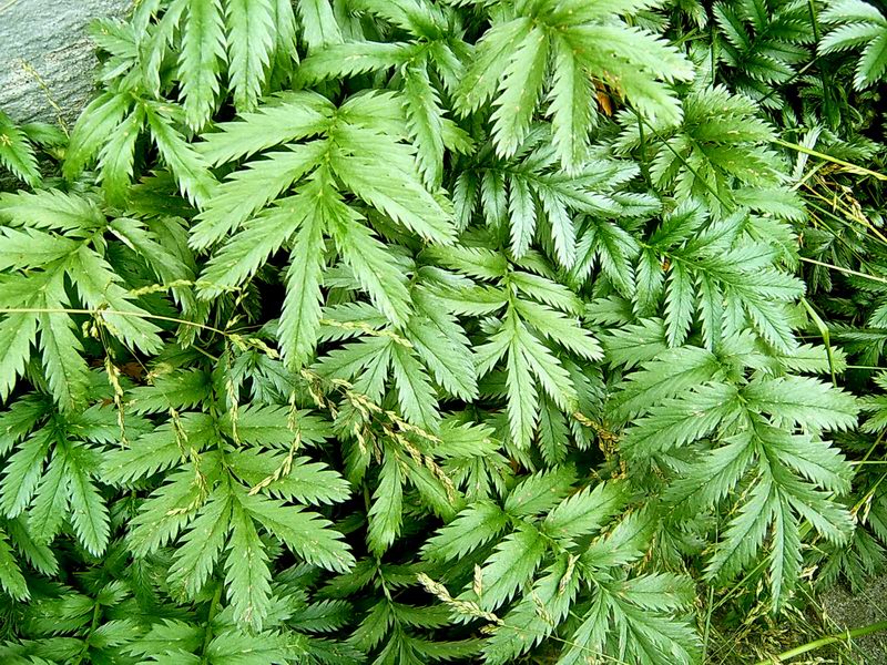 Image of Potentilla anserina specimen.