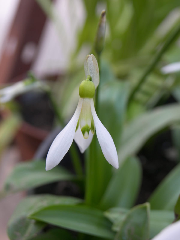 Изображение особи Galanthus krasnovii.