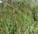 Carex limosa. Верхушки генеративных побегов. Окр. Архангельска, болото. 11.06.2011.