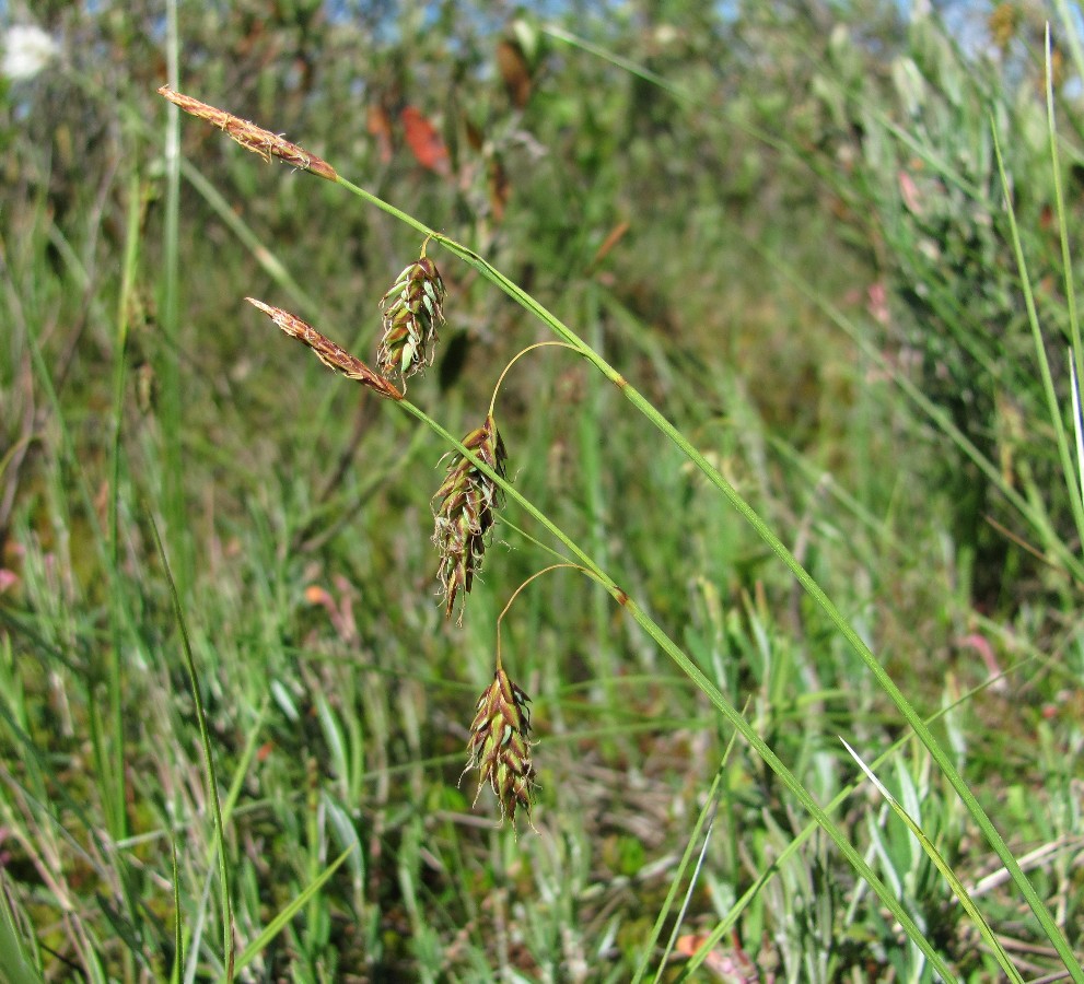 Изображение особи Carex limosa.