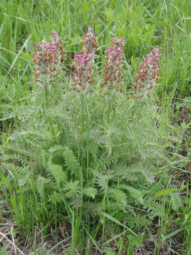 Image of Pedicularis dasystachys specimen.