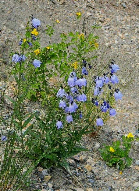 Изображение особи Adenophora lamarckii.