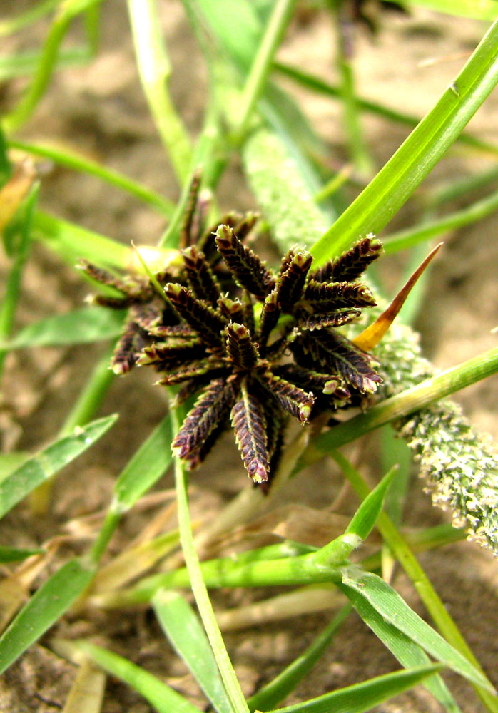 Image of Cyperus fuscus specimen.