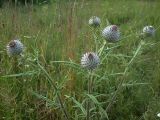 Cirsium polonicum