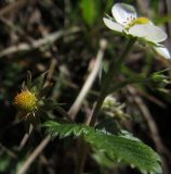 Fragaria viridis