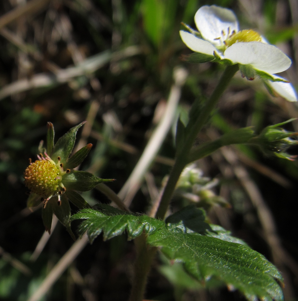 Image of Fragaria viridis specimen.