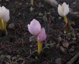 Colchicum szovitsii