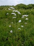 Valeriana officinalis. Верхушки побегов с соцветиями. Смоленская обл., Смоленский р-н, окр. пос. Каспля, зарастающее болото. 08.07.2011.