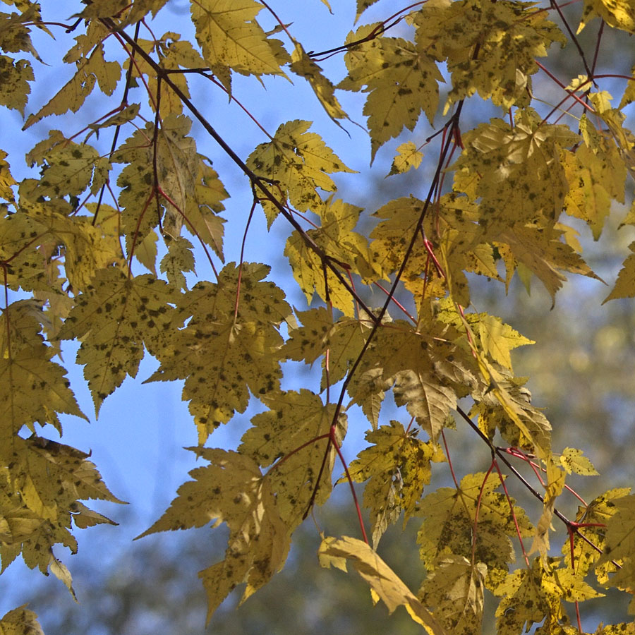 Image of Acer komarovii specimen.