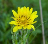 Tragopogon podolicus