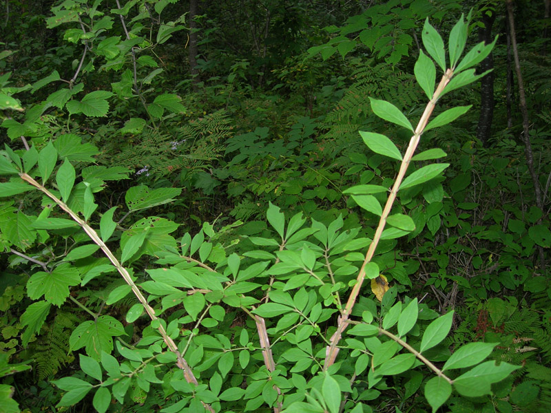 Изображение особи Euonymus sacrosanctus.