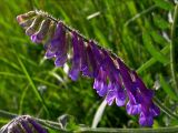 Vicia villosa