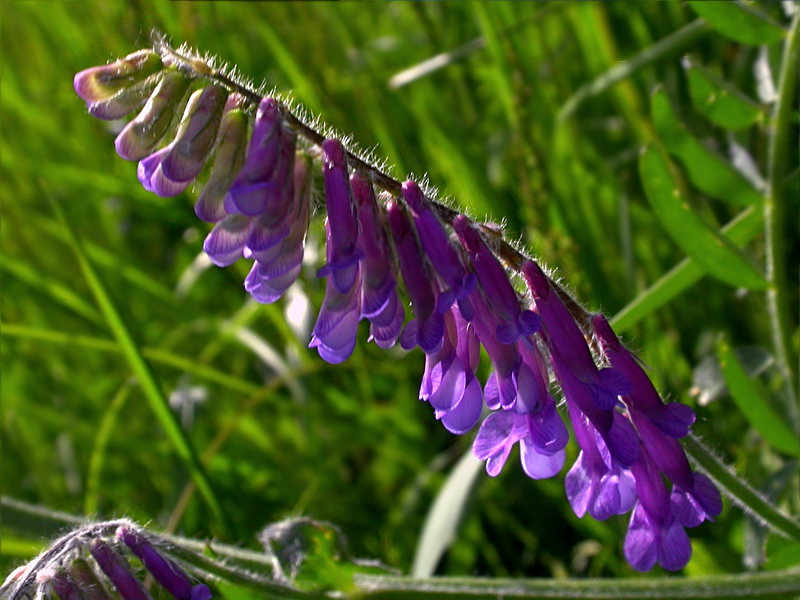 Изображение особи Vicia villosa.