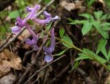 Corydalis solida